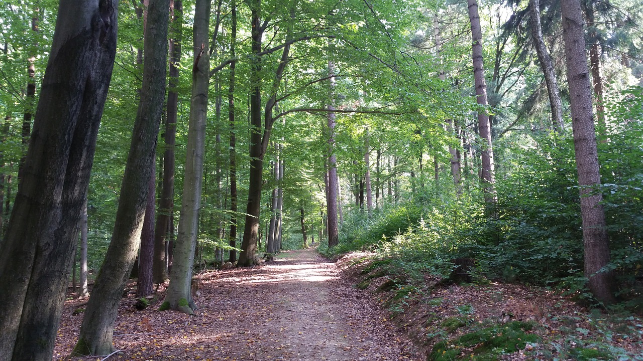 Wald mit Weg