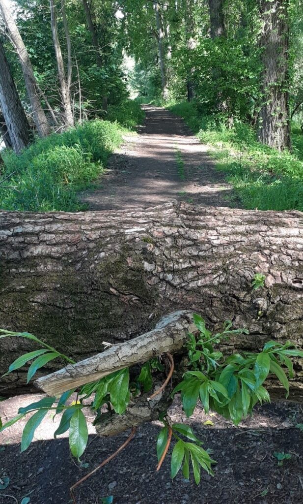 Weg mit querliegendem Baum.